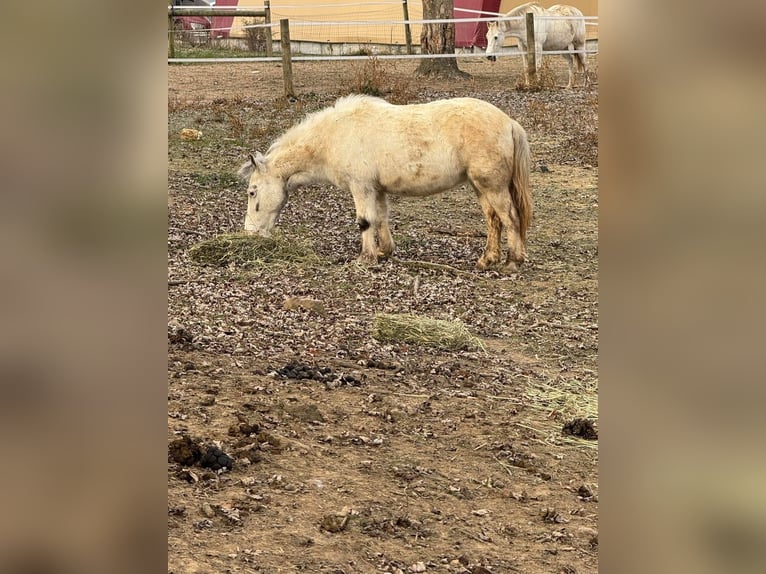 Shetland Ponys Merrie 10 Jaar 142 cm Schimmel in Fort worth Texas