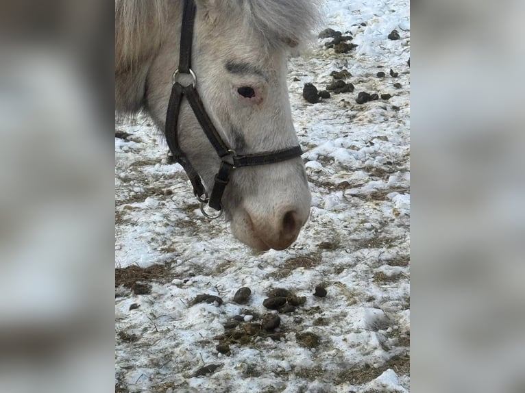 Shetland Ponys Merrie 10 Jaar 142 cm Schimmel in Fort worth Texas