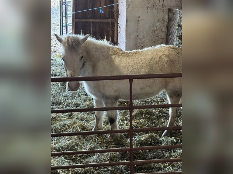 Shetland Ponys Merrie 10 Jaar 142 cm Schimmel in Fort worth Texas