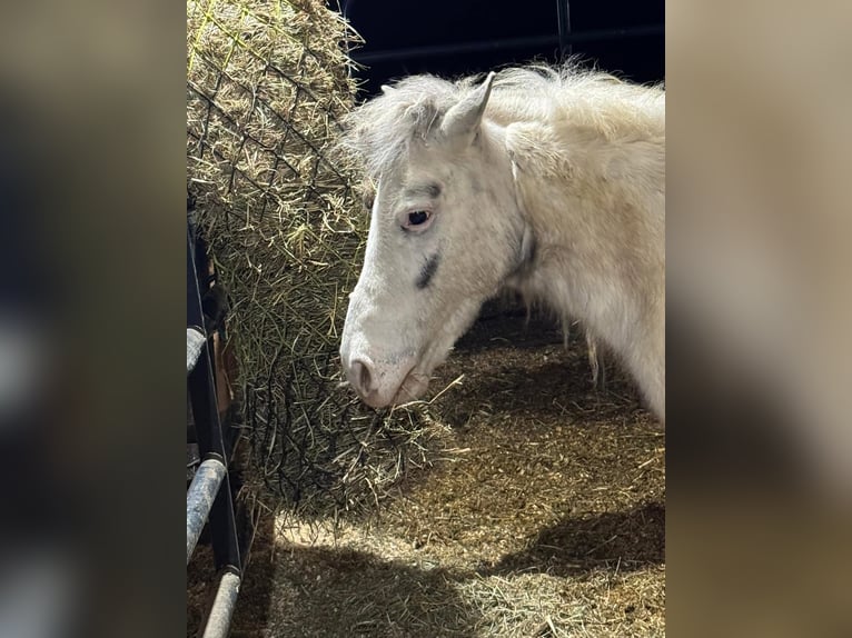 Shetland Ponys Merrie 10 Jaar 142 cm Schimmel in Fort worth Texas