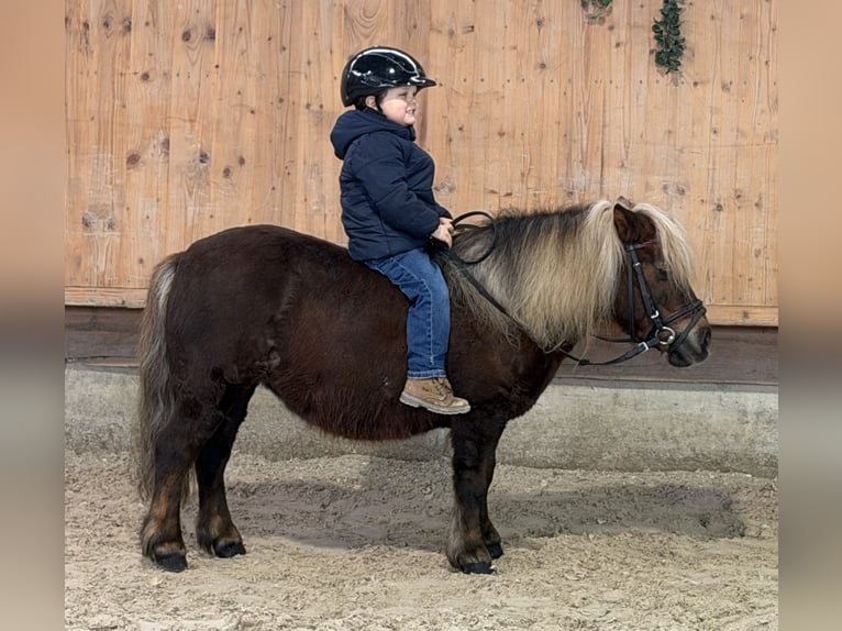 Shetland Ponys Merrie 10 Jaar 80 cm Donkere-vos in Riedlingen
