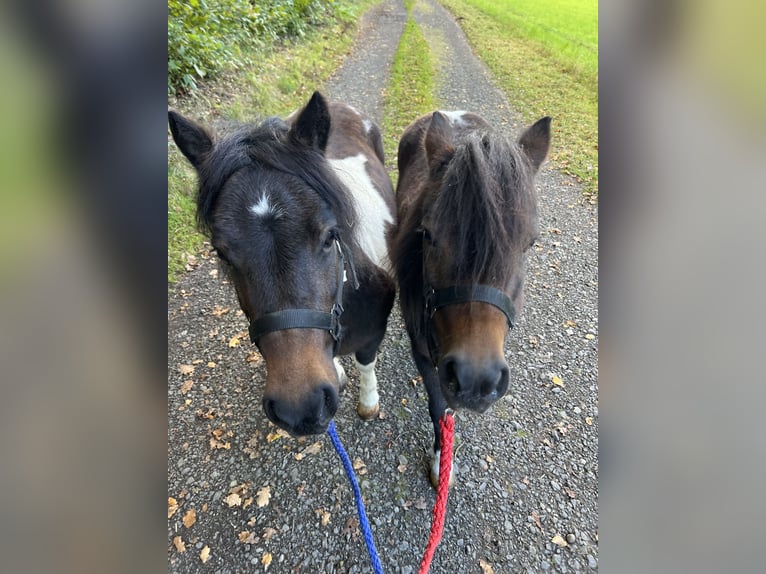 Shetland Ponys Merrie 10 Jaar 95 cm Tobiano-alle-kleuren in Biebergem&#xFC;nd