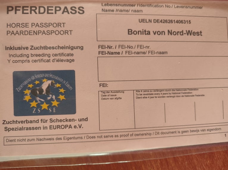 Shetland Ponys Merrie 10 Jaar 97 cm Appaloosa in Paderborn