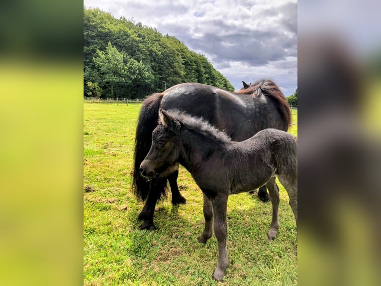 Shetland Ponys Merrie 10 Jaar 97 cm Donkerbruin in Maasbüll