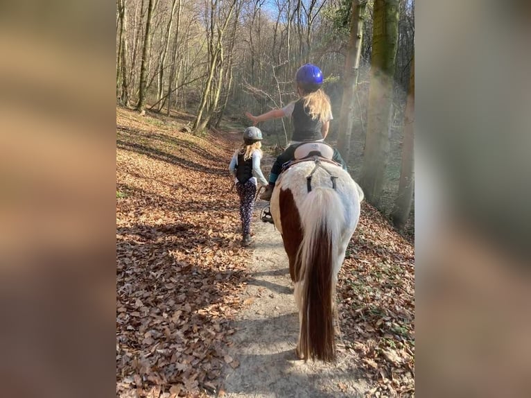 Shetland Ponys Merrie 10 Jaar Gevlekt-paard in Greifenstein