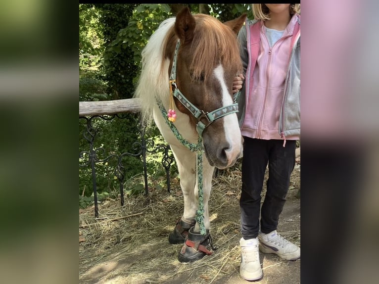 Shetland Ponys Merrie 10 Jaar Gevlekt-paard in Greifenstein