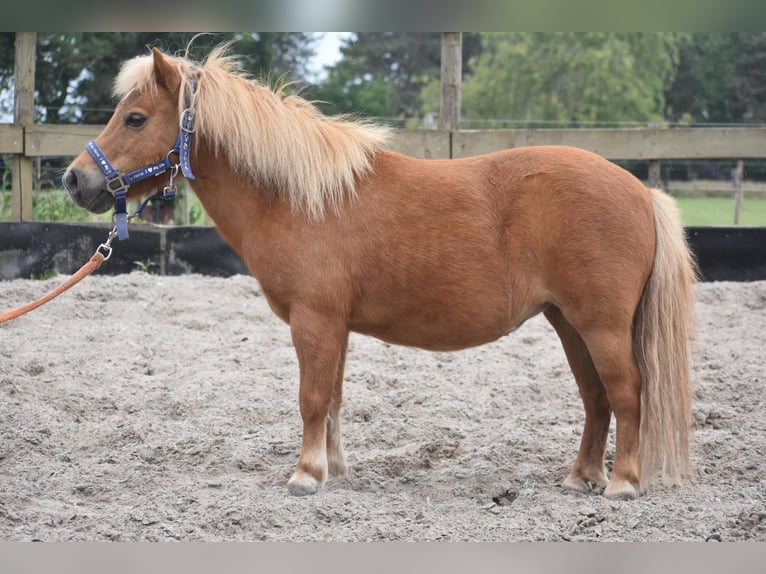 Shetland Ponys Merrie 10 Jaar Vos in Achtmaal