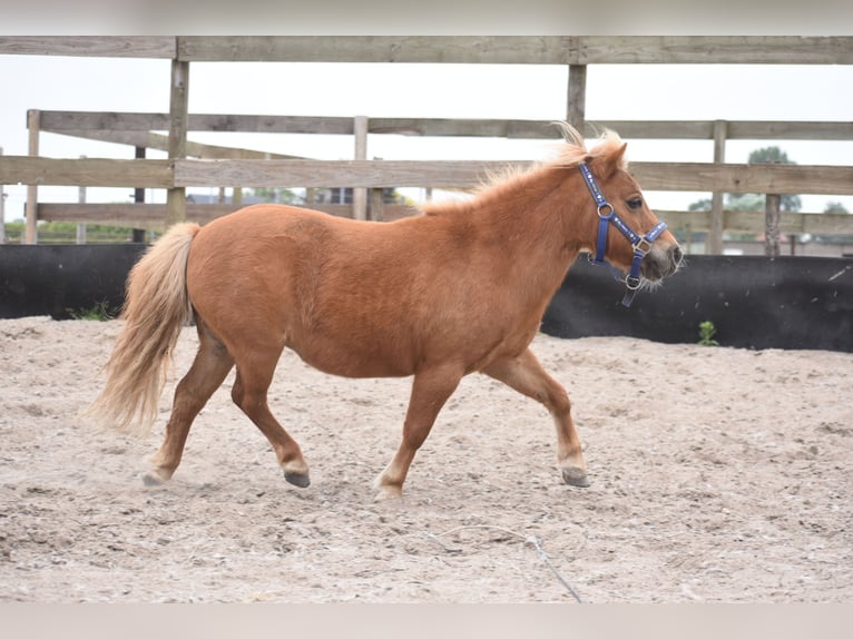 Shetland Ponys Merrie 10 Jaar Vos in Achtmaal