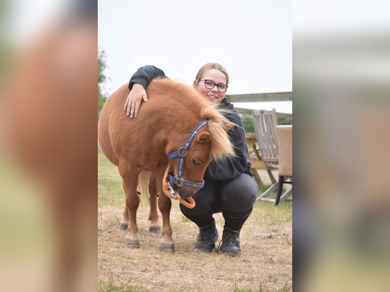 Shetland Ponys Merrie 10 Jaar Vos in Achtmaal