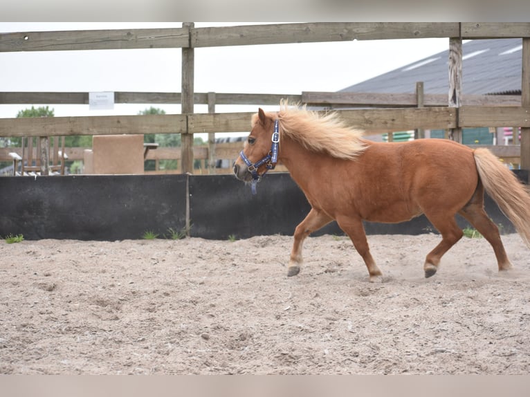 Shetland Ponys Merrie 10 Jaar Vos in Achtmaal