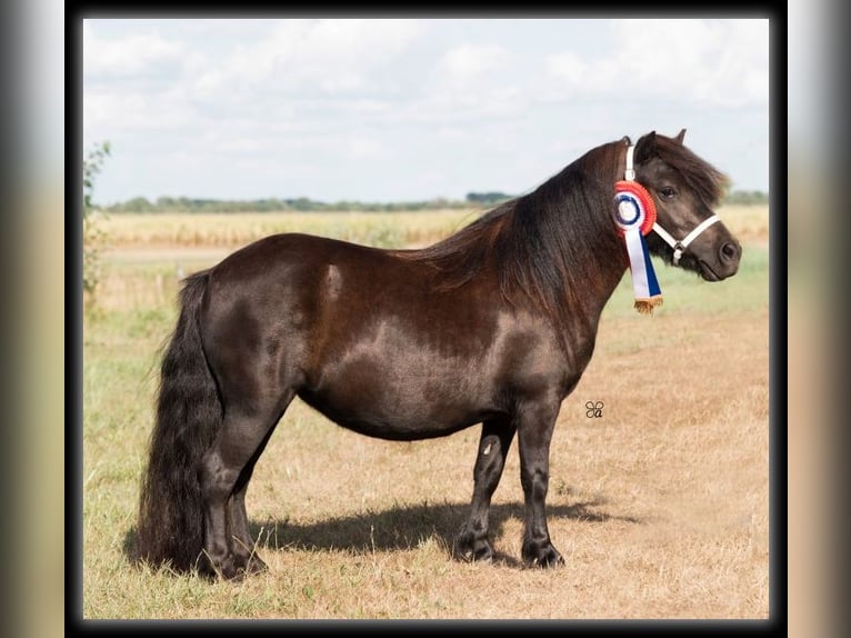 Shetland Ponys Merrie 10 Jaar Zwart in Eesergroen
