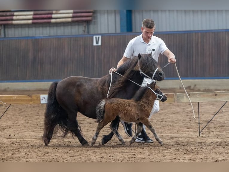 Shetland Ponys Merrie 10 Jaar Zwart in Eesergroen