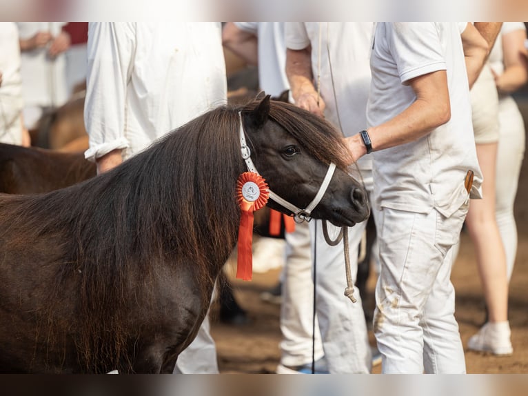 Shetland Ponys Merrie 10 Jaar Zwart in Eesergroen