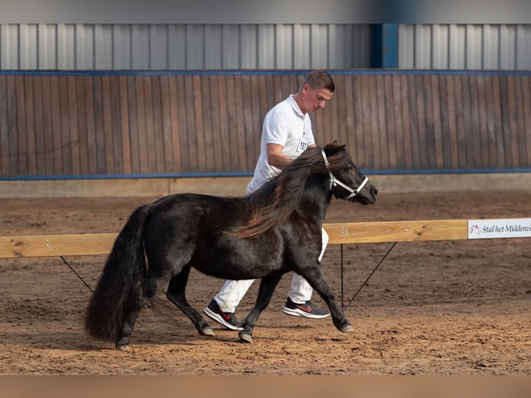 Shetland Ponys Merrie 10 Jaar Zwart in Eesergroen