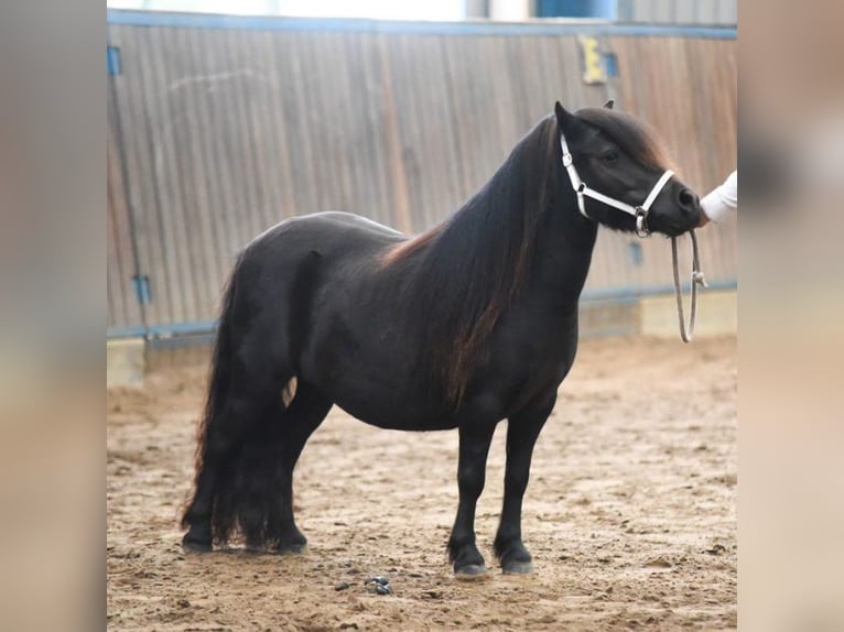 Shetland Ponys Merrie 10 Jaar Zwart in Eesergroen