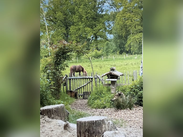Shetland Ponys Merrie 11 Jaar 100 cm Vos in Rastede