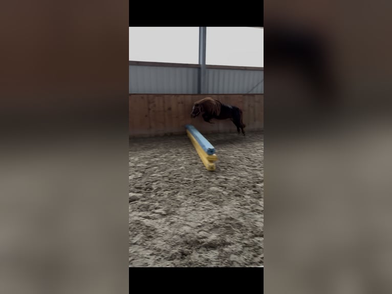 Shetland Ponys Merrie 11 Jaar 100 cm Vos in Rastede