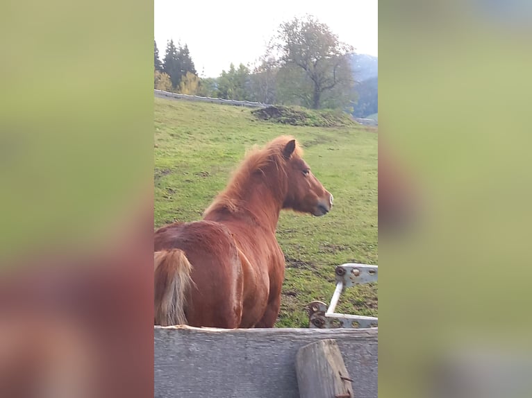 Shetland Ponys Mix Merrie 11 Jaar 100 cm Vos in Mignitz