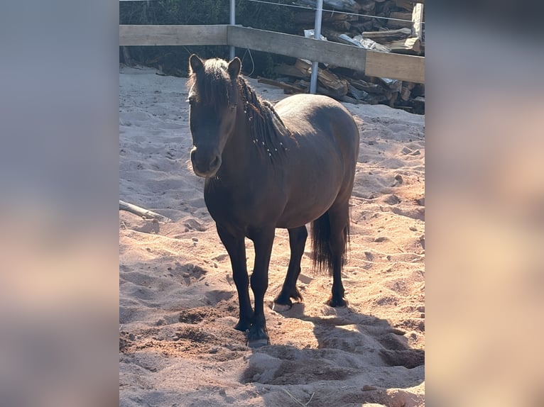Shetland Ponys Merrie 11 Jaar 102 cm Zwart in Sulzbach-Rosenberg