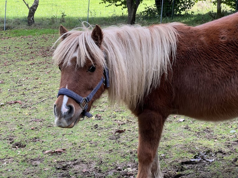 Shetland Ponys Merrie 11 Jaar 103 cm Vos in Marienheide