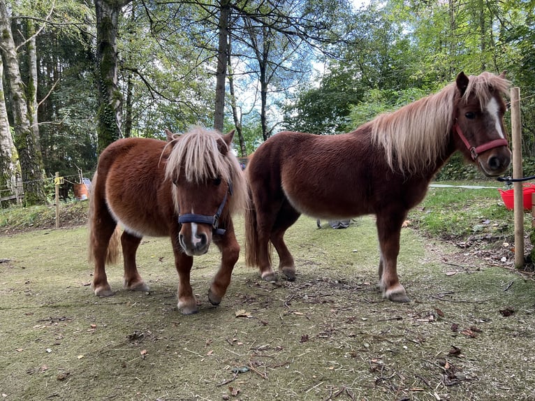 Shetland Ponys Merrie 11 Jaar 103 cm Vos in Marienheide