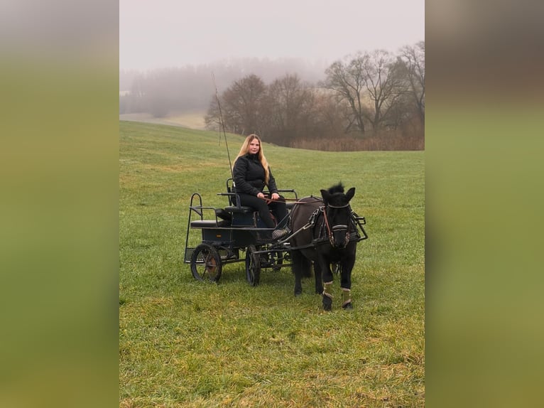 Shetland Ponys Merrie 11 Jaar 103 cm Zwart in Moosburg