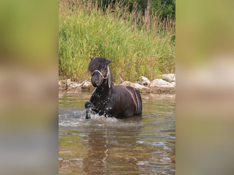 Shetland Ponys Merrie 11 Jaar 103 cm Zwart in Moosburg
