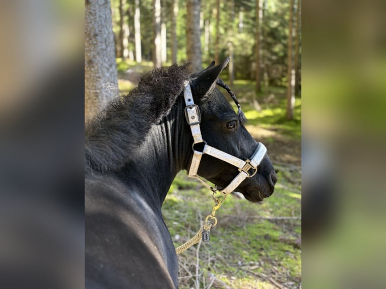 Shetland Ponys Merrie 11 Jaar 103 cm Zwart in Moosburg