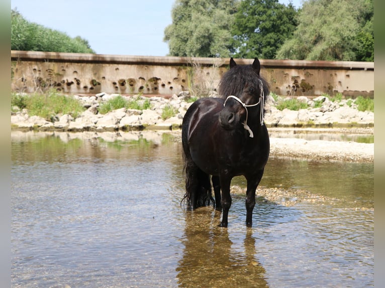Shetland Ponys Merrie 11 Jaar 103 cm Zwart in Moosburg