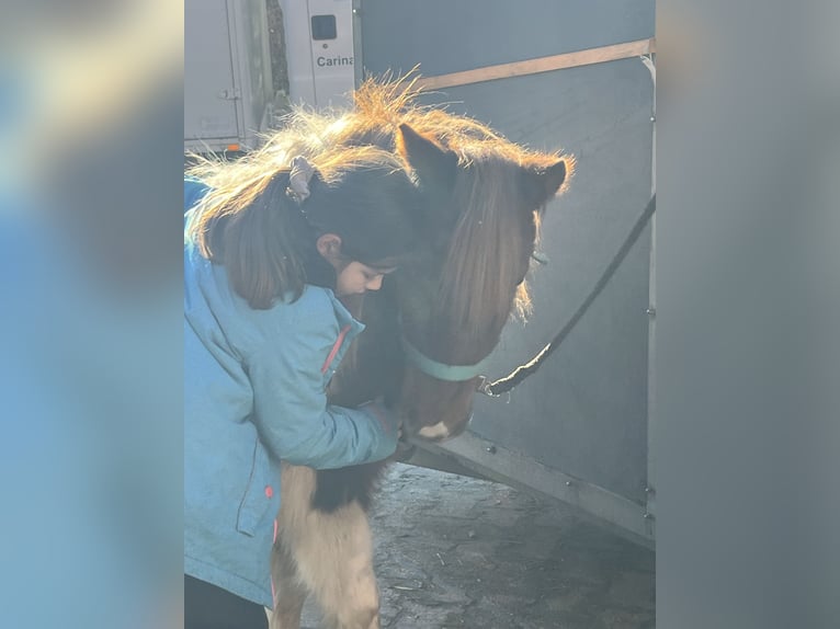 Shetland Ponys Merrie 11 Jaar 110 cm Gevlekt-paard in Ursensollen