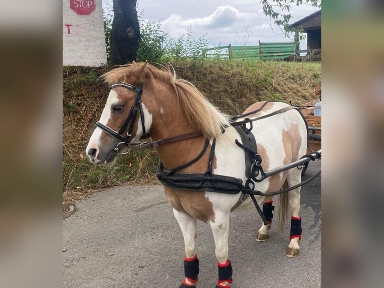 Shetland Ponys Merrie 11 Jaar 112 cm Gevlekt-paard in Meinerzhagen