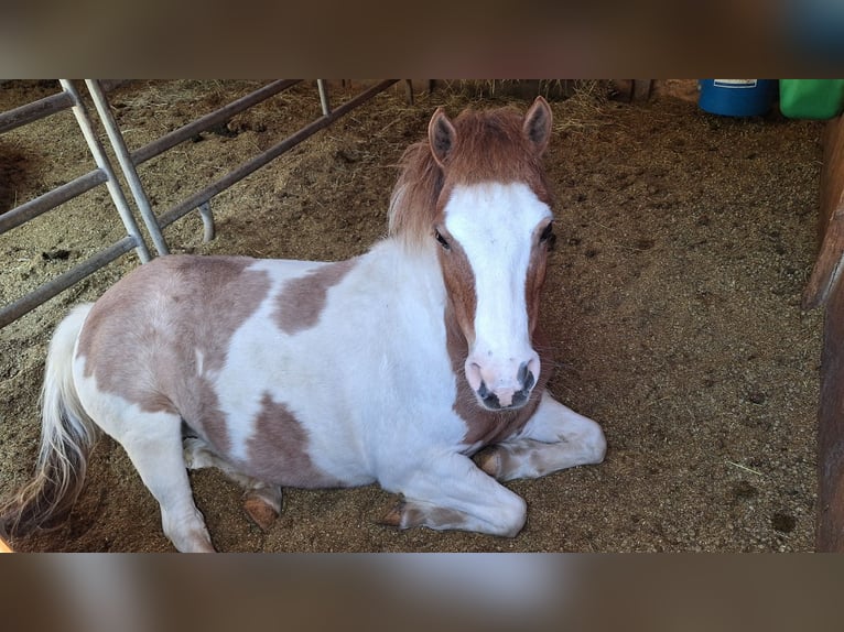 Shetland Ponys Merrie 11 Jaar 112 cm Gevlekt-paard in Meinerzhagen