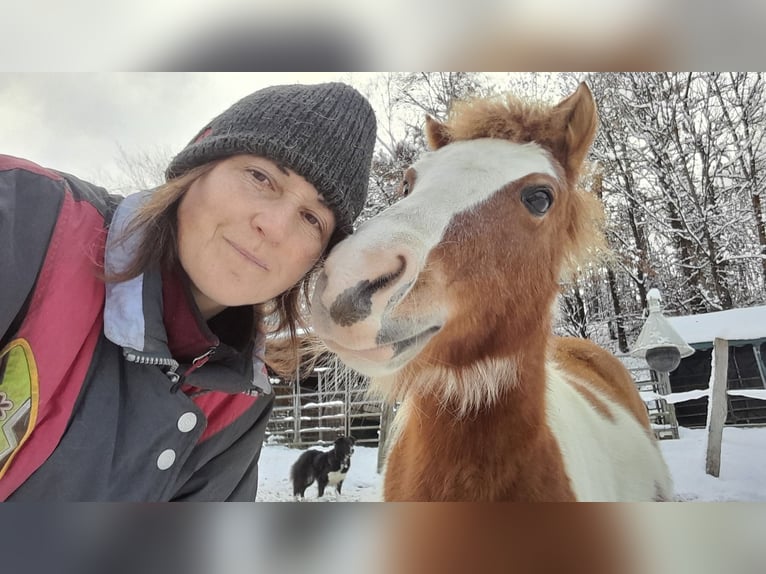 Shetland Ponys Merrie 11 Jaar 112 cm Gevlekt-paard in Meinerzhagen