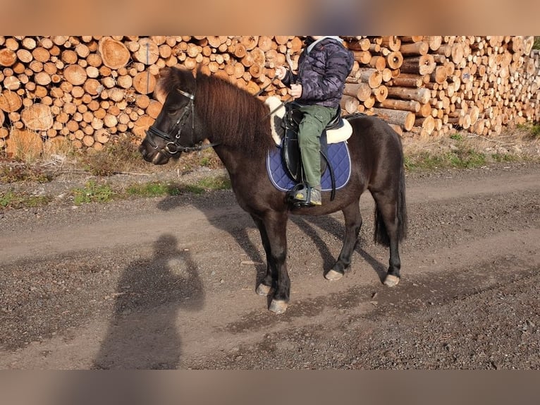 Shetland Ponys Merrie 11 Jaar 120 cm Zwart in Oberaula