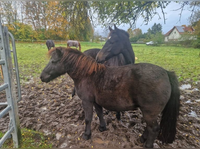 Shetland Ponys Merrie 11 Jaar 120 cm Zwart in Oberaula