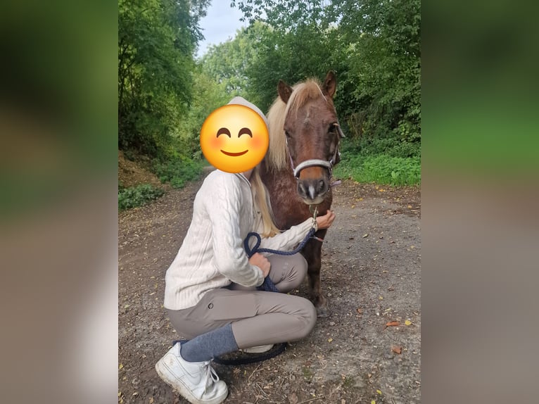 Shetland Ponys Merrie 11 Jaar 90 cm Roan-Bay in GROTE-BROGEL