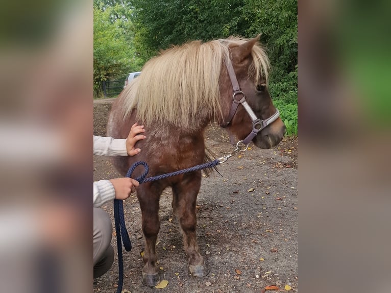 Shetland Ponys Merrie 11 Jaar 90 cm Roan-Bay in GROTE-BROGEL