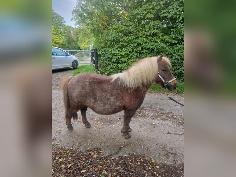 Shetland Ponys Merrie 11 Jaar 90 cm Roan-Bay in GROTE-BROGEL