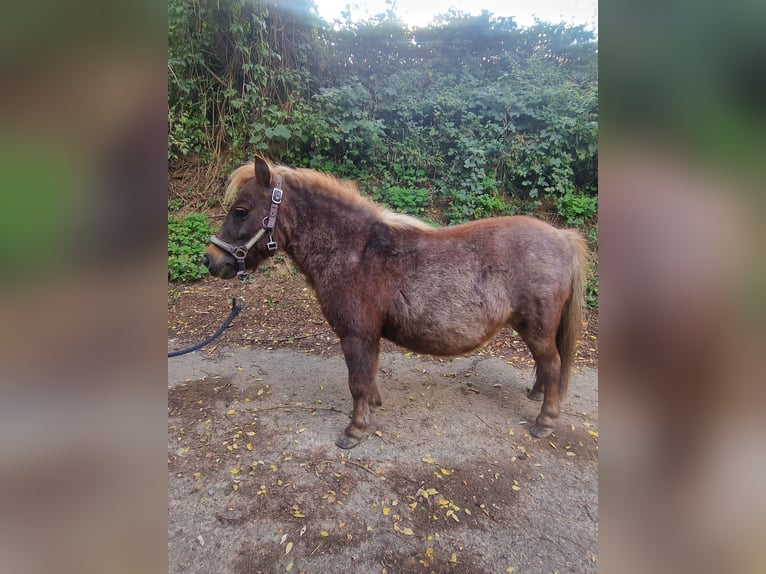 Shetland Ponys Merrie 11 Jaar 90 cm Roan-Bay in GROTE-BROGEL
