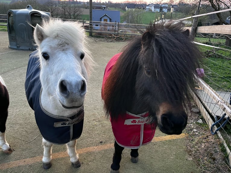 Shetland Ponys Merrie 11 Jaar 93 cm Bruin in Heppenheim (Bergstraße)