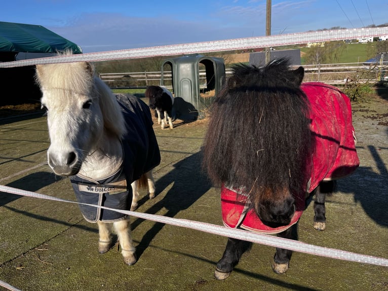 Shetland Ponys Merrie 11 Jaar 93 cm Bruin in Heppenheim (Bergstraße)