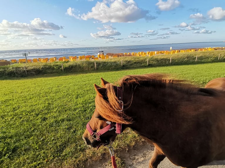 Shetland Ponys Merrie 11 Jaar 95 cm Vos in Cuxhaven