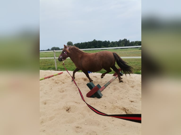 Shetland Ponys Merrie 11 Jaar 95 cm Vos in Cuxhaven