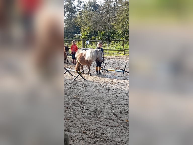 Shetland Ponys Merrie 11 Jaar 96 cm Appaloosa in Otterndorf