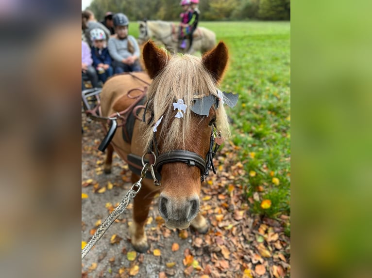 Shetland Ponys Merrie 11 Jaar 96 cm Vos in Königsbach-Stein