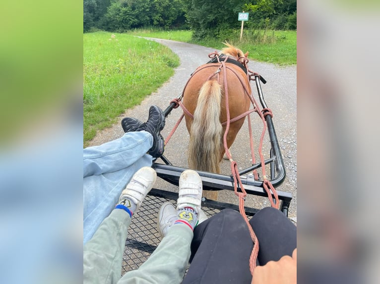 Shetland Ponys Merrie 11 Jaar 96 cm Vos in Königsbach-Stein