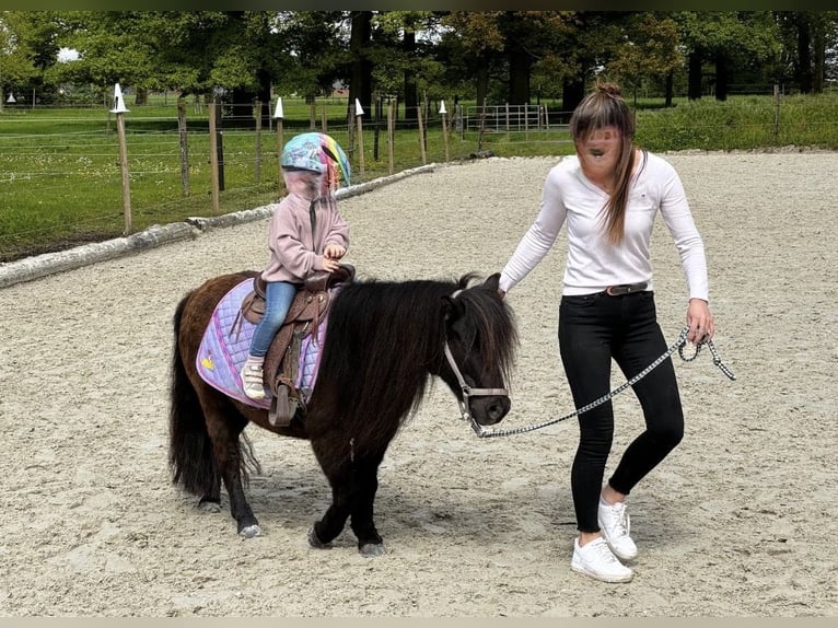 Shetland Ponys Merrie 11 Jaar 96 cm Zwart in Mönchengladbach