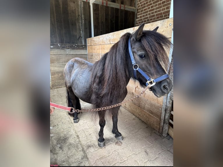 Shetland Ponys Merrie 11 Jaar 96 cm Zwart in Mönchengladbach