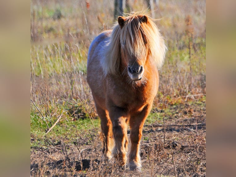 Shetland Ponys Merrie 11 Jaar 97 cm Vos in Oranienburg