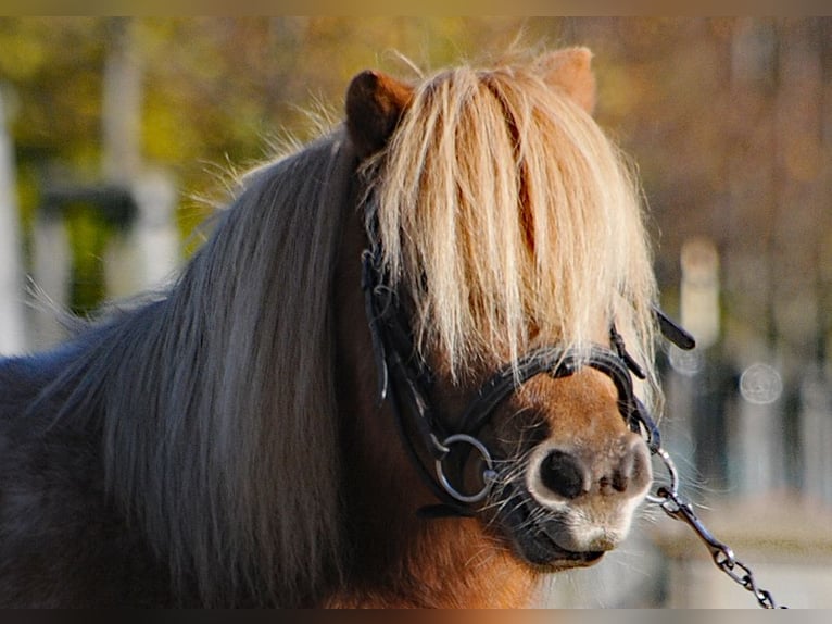 Shetland Ponys Merrie 11 Jaar 97 cm Vos in Oranienburg